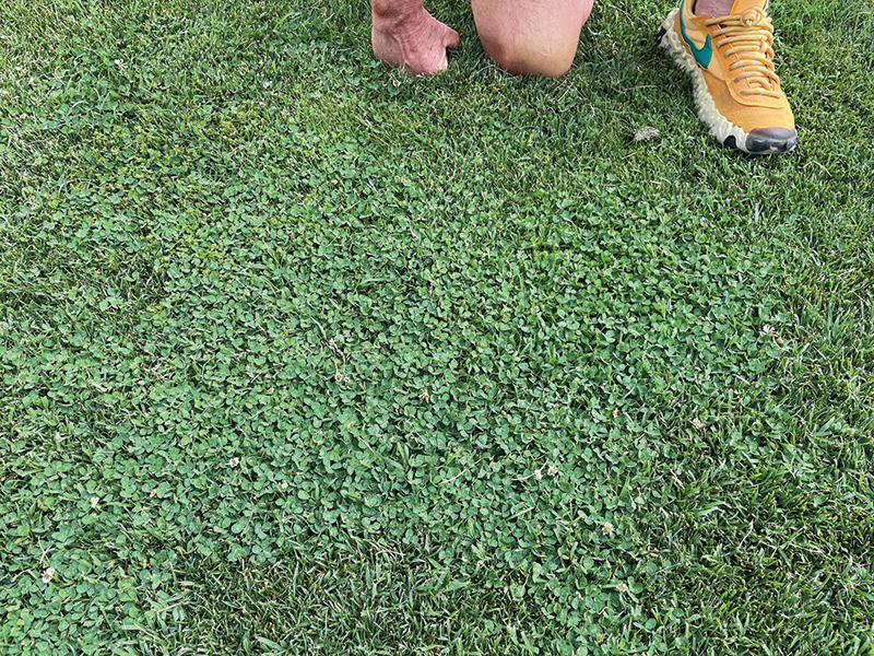 White clover under biweekly standard mowing