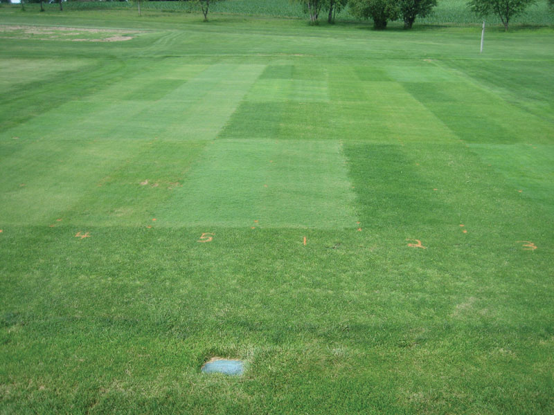 Low-input fairway grasses