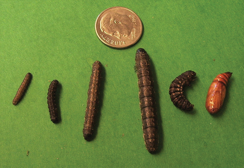 Black cutworm life stages