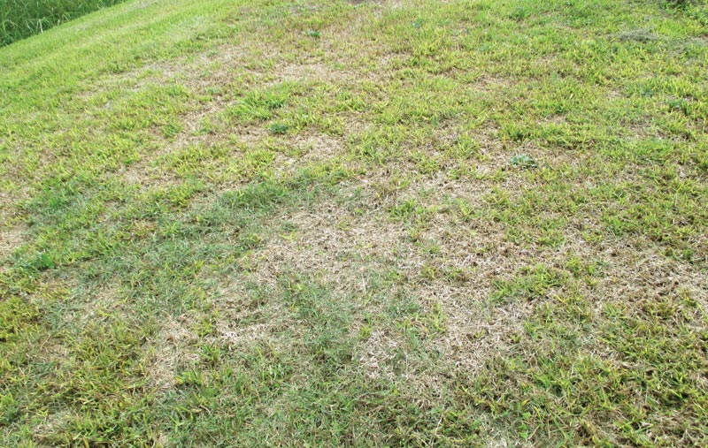 Take-all root rot turfgrass