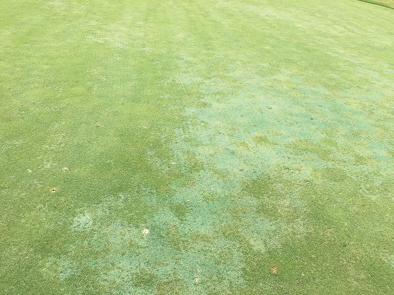 Pythium disease on a golf course