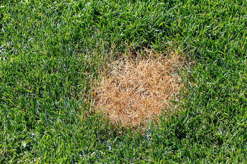 anthracnose on grass