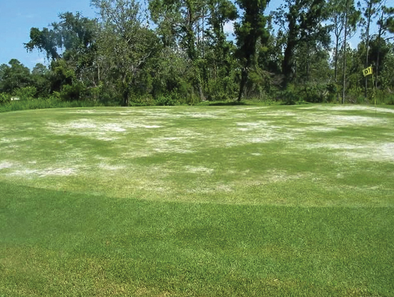 golf course afflicted by nematodes