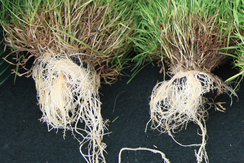 grass roots