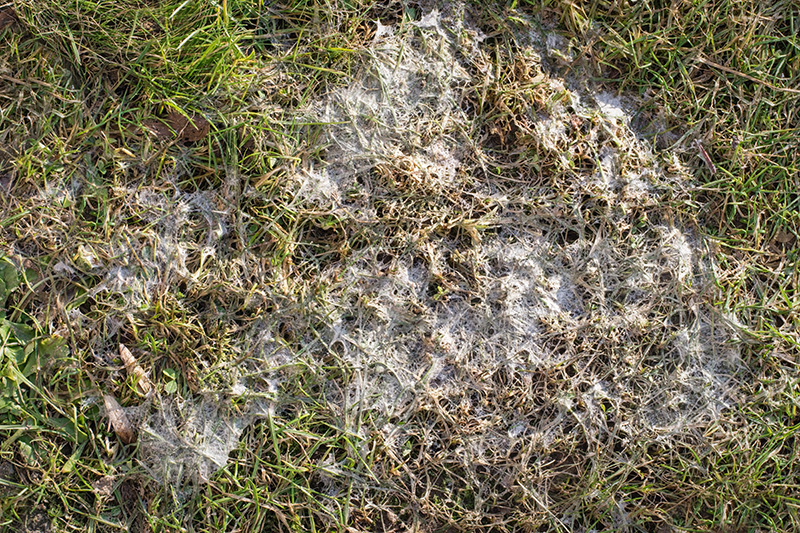 Snow mold on grass