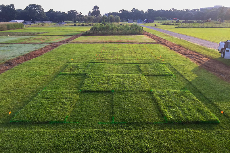 Test plot with centipedegrass at different mowing heights