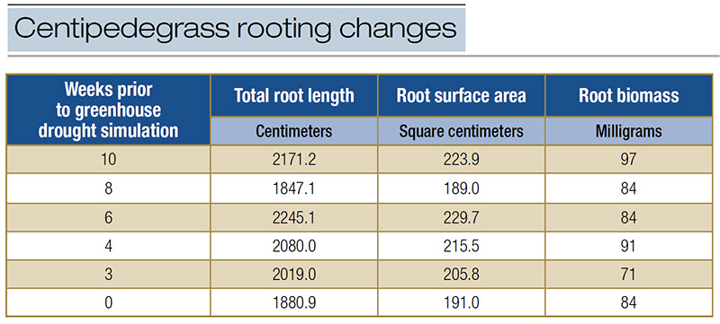 Test plot with centipedegrass at different mowing heights