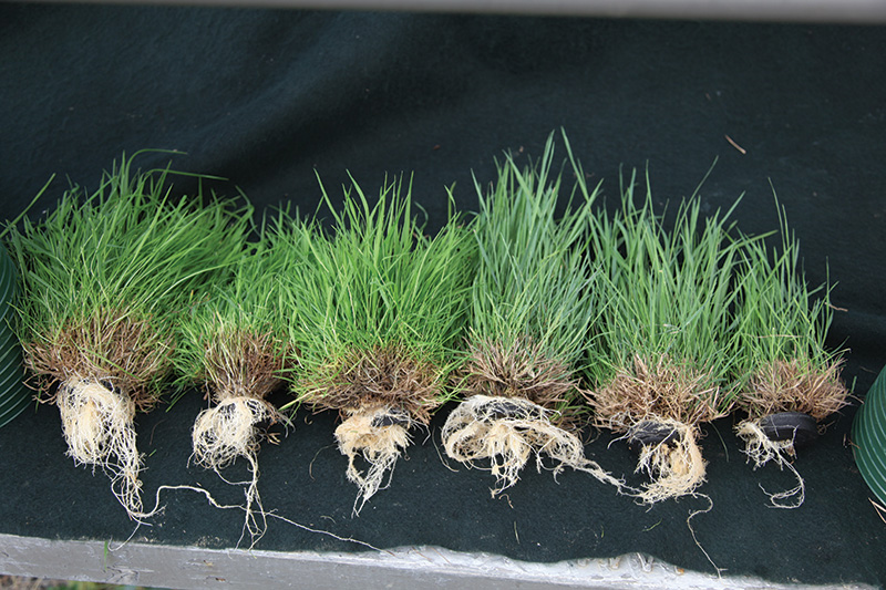 Turfgrass roots