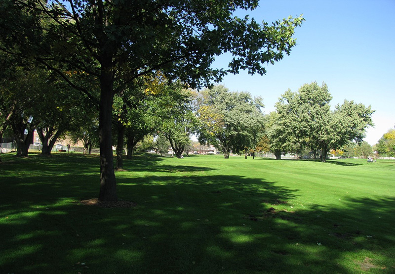 Shade tree on a golf course