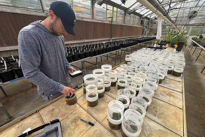 Man in a greenhouse taking care of test plots