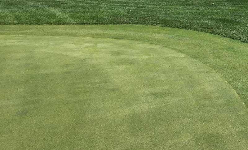 creeping bentgrass on a golf course