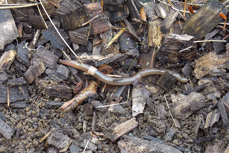 Aerial view of Ghost Creek golf course