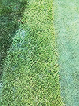 CCIV fertilizer granules