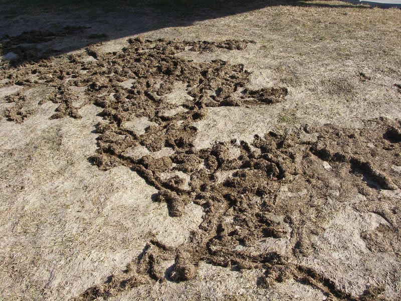 https://gcmonline.com/images/librariesprovider2/images/turf/2011/golf-course-vole-damage.jpg?sfvrsn=b867f73e_4