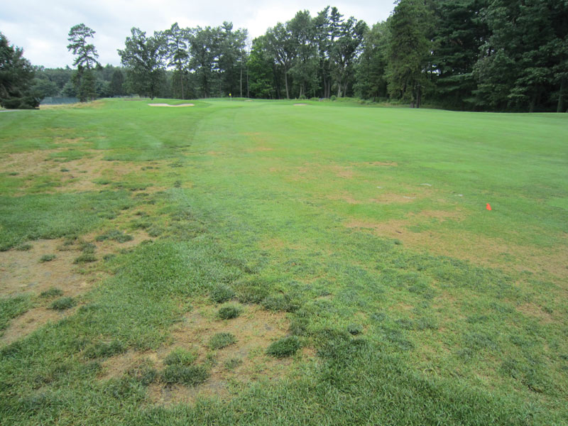 Annual bluegrass weevil damage