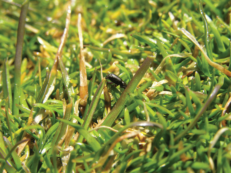 Scout annual bluegrass weevil