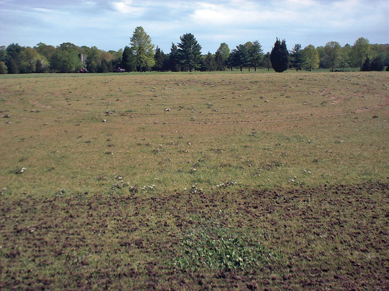 Dandelions golf course