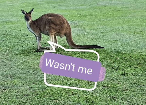 Kangaroo on golf course
