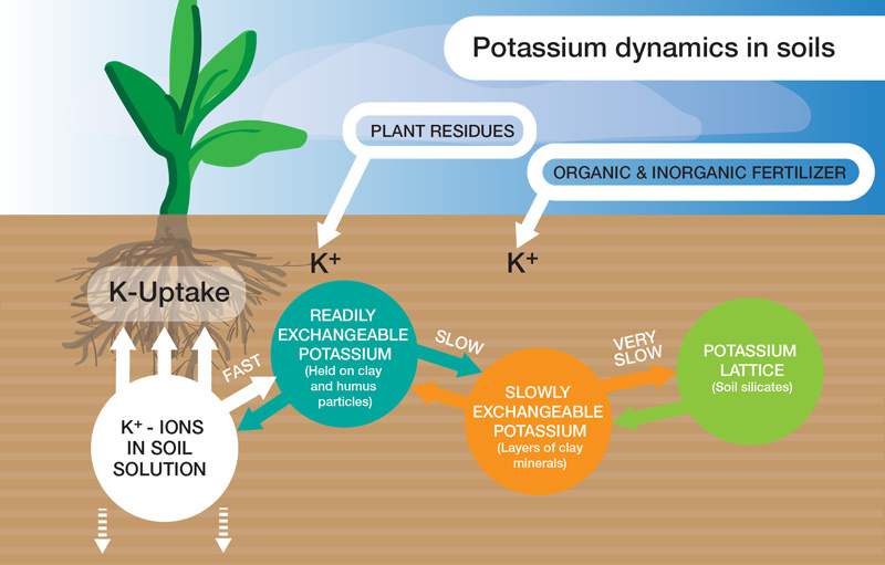 Potassium in soil