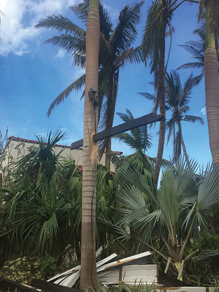 hurricane damaged palm