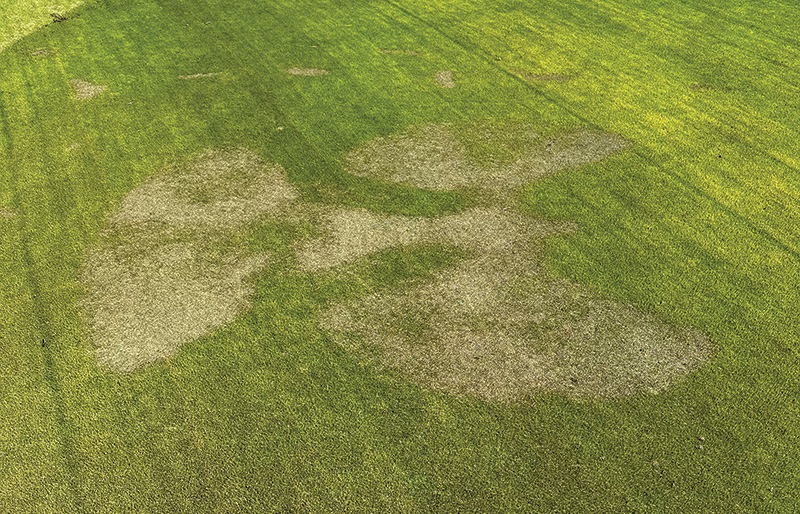 Image of a small pile of pale material next to a putting green collar.