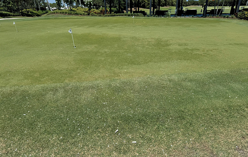 A patch of brown turf on a practice putting green