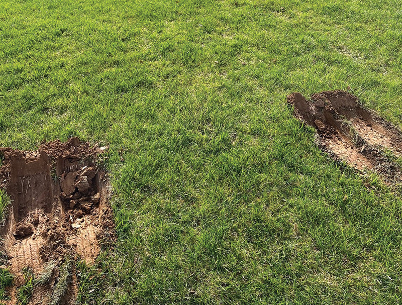 A patch of brown turf on a practice putting green