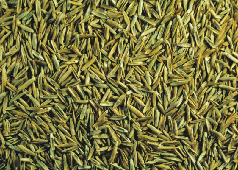 Perennial ryegrass seed