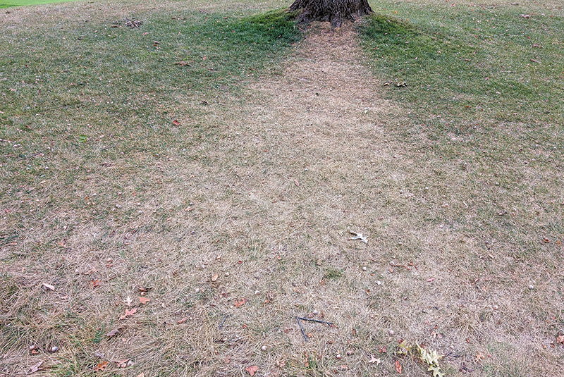 Area of dry brown turf behind a tree