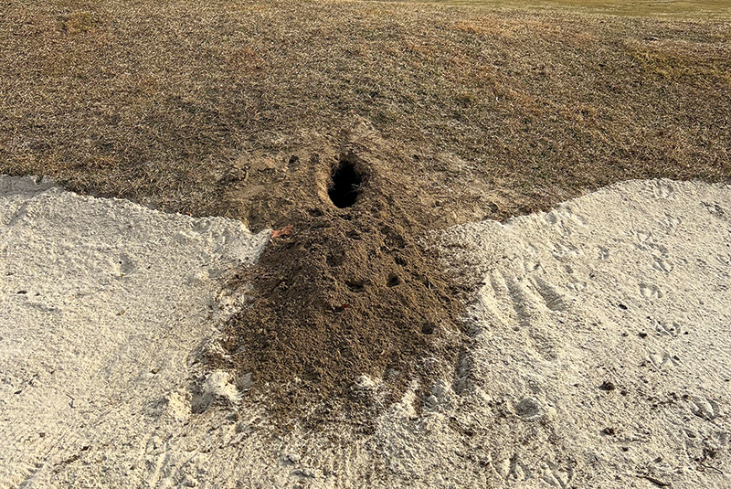 Area of dry brown turf behind a tree