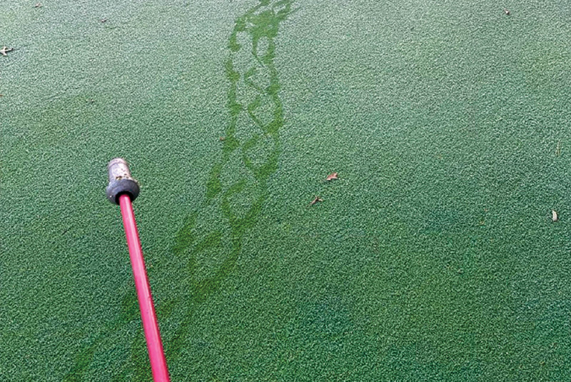 Area of dry brown turf behind a tree