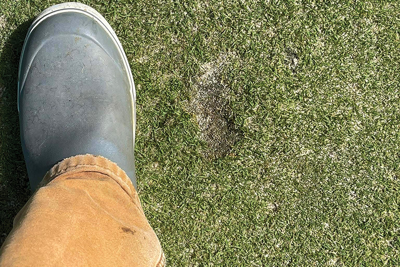Small patch of yellow discolored turf within a dark green putting green