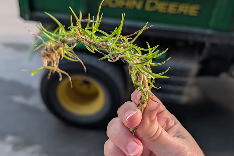kikuyugrass stolon