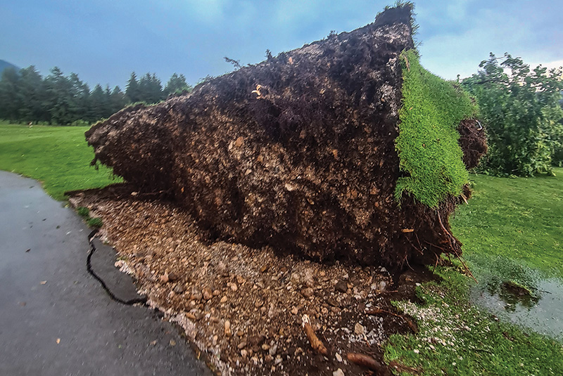 Area of dry brown turf behind a tree