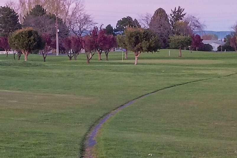 Area of dry brown turf behind a tree