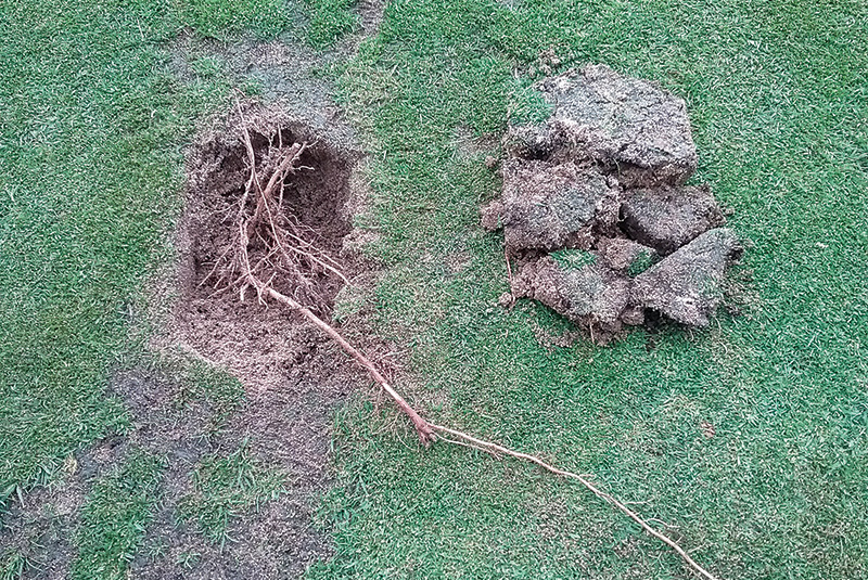 A fox on a golf course.