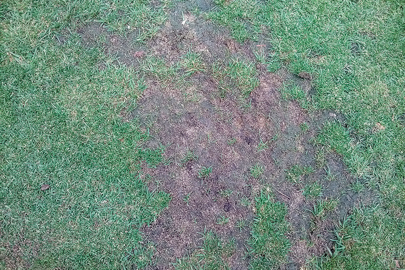 Area of dry brown turf behind a tree