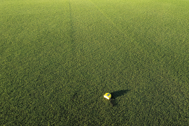 Small patch of yellow discolored turf within a dark green putting green